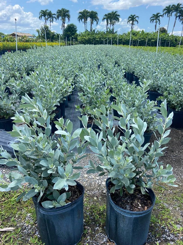 conocarpus-erectus-sericeus-silver-buttonwood