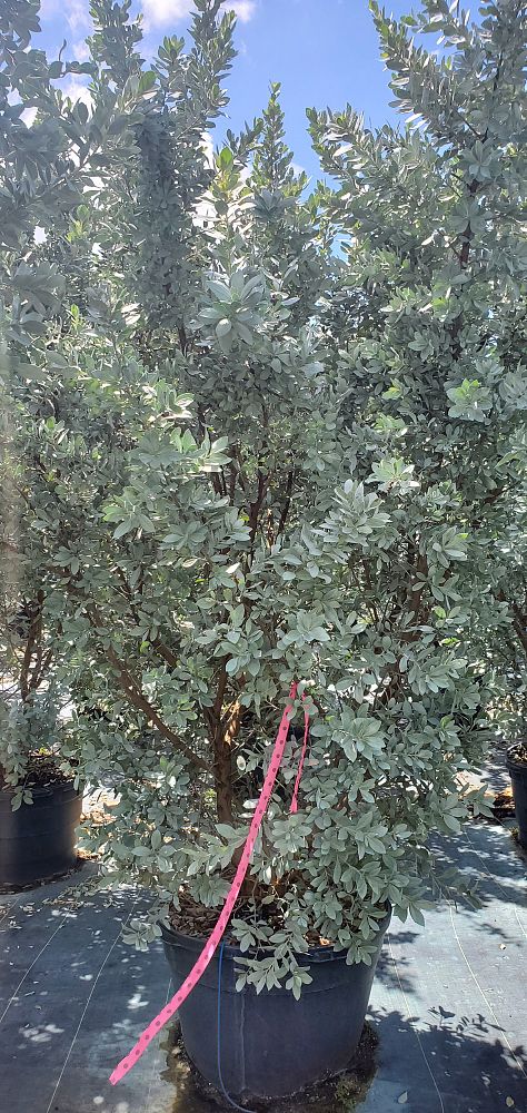 conocarpus-erectus-sericeus-silver-buttonwood