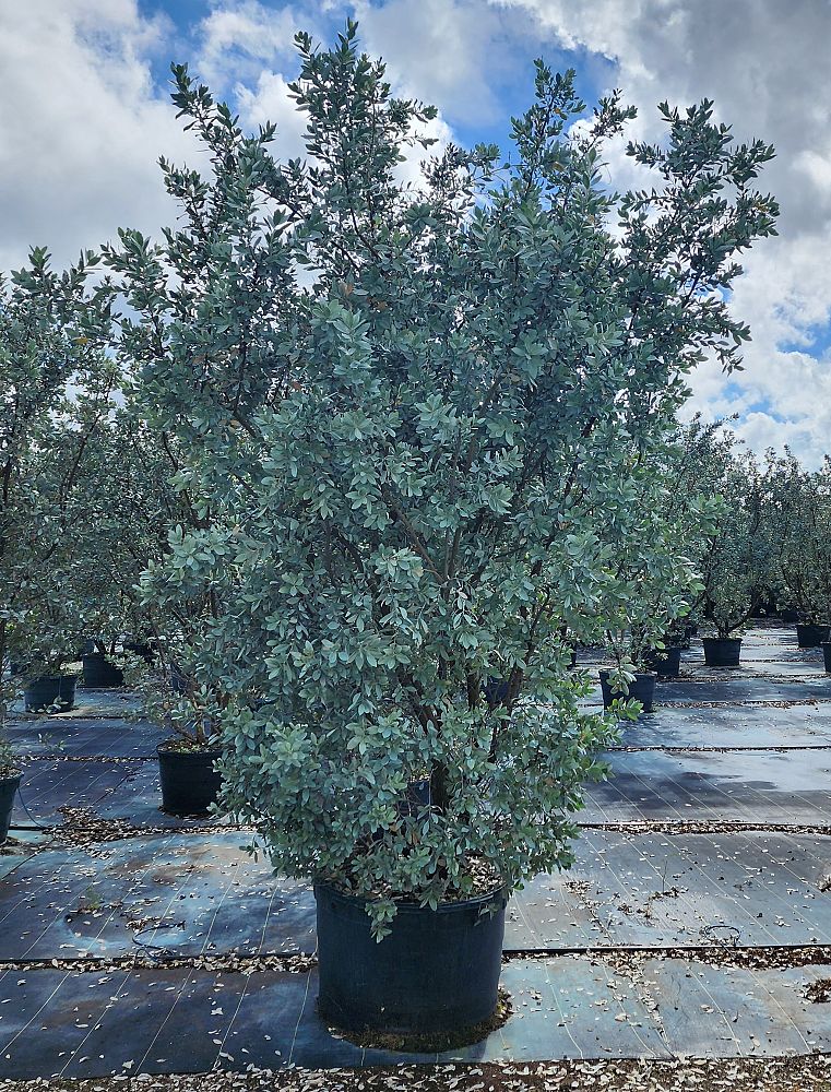 conocarpus-erectus-sericeus-silver-buttonwood