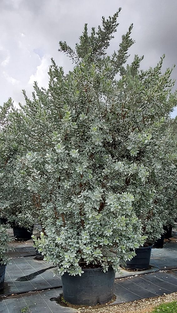 conocarpus-erectus-sericeus-silver-buttonwood