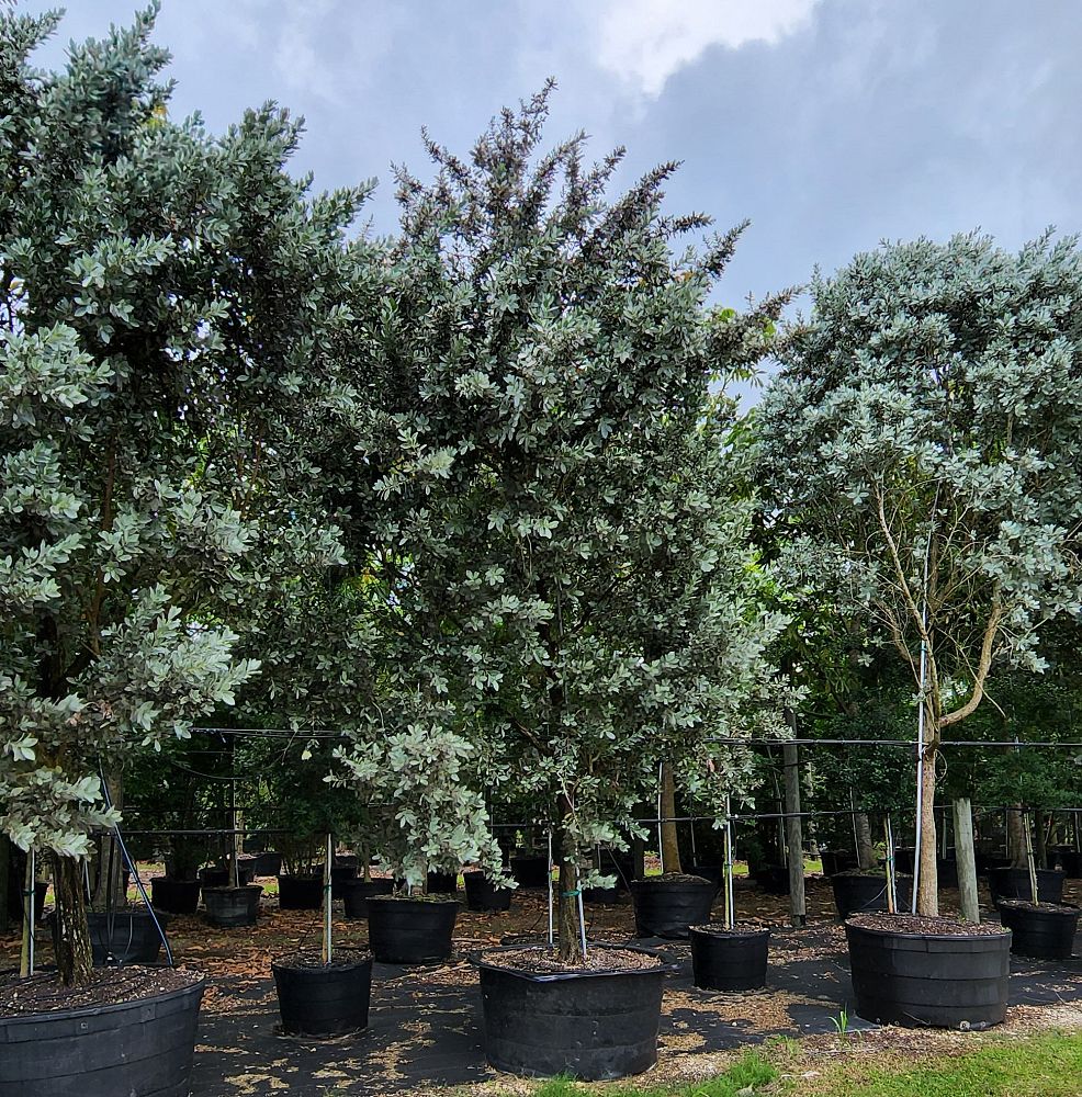 conocarpus-erectus-sericeus-silver-buttonwood