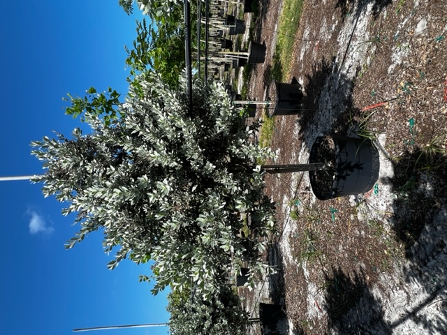 conocarpus-erectus-sericeus-silver-buttonwood
