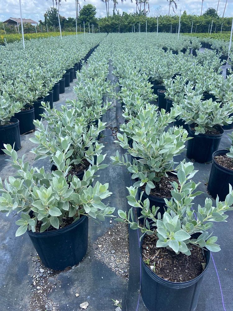 conocarpus-erectus-sericeus-silver-buttonwood