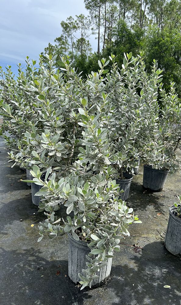 conocarpus-erectus-sericeus-silver-buttonwood