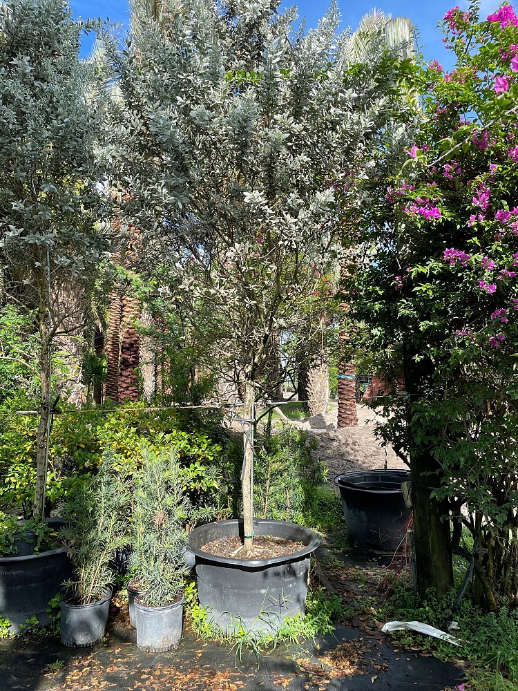 conocarpus-erectus-sericeus-silver-buttonwood