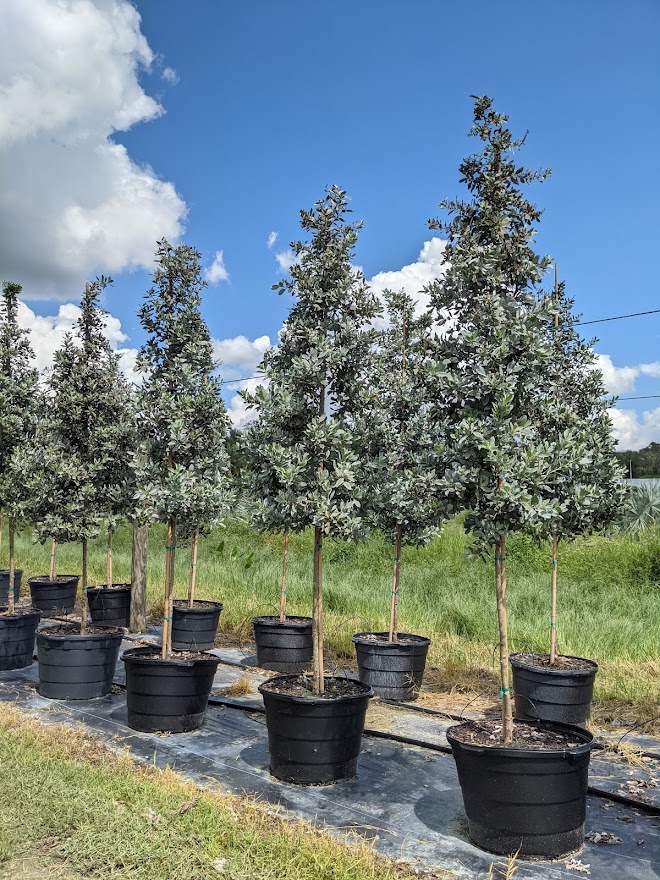 conocarpus-erectus-sericeus-silver-buttonwood