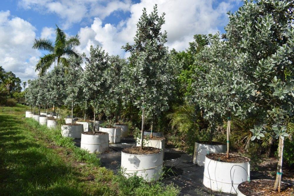 conocarpus-erectus-sericeus-silver-buttonwood