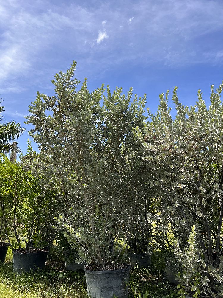 conocarpus-erectus-sericeus-silver-buttonwood