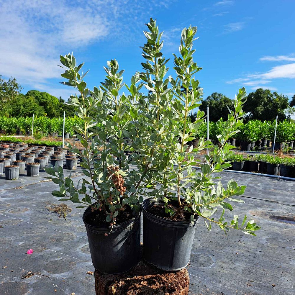 conocarpus-erectus-sericeus-silver-buttonwood