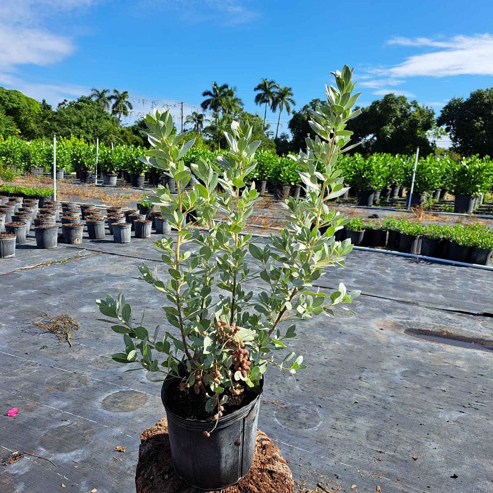 conocarpus-erectus-sericeus-silver-buttonwood