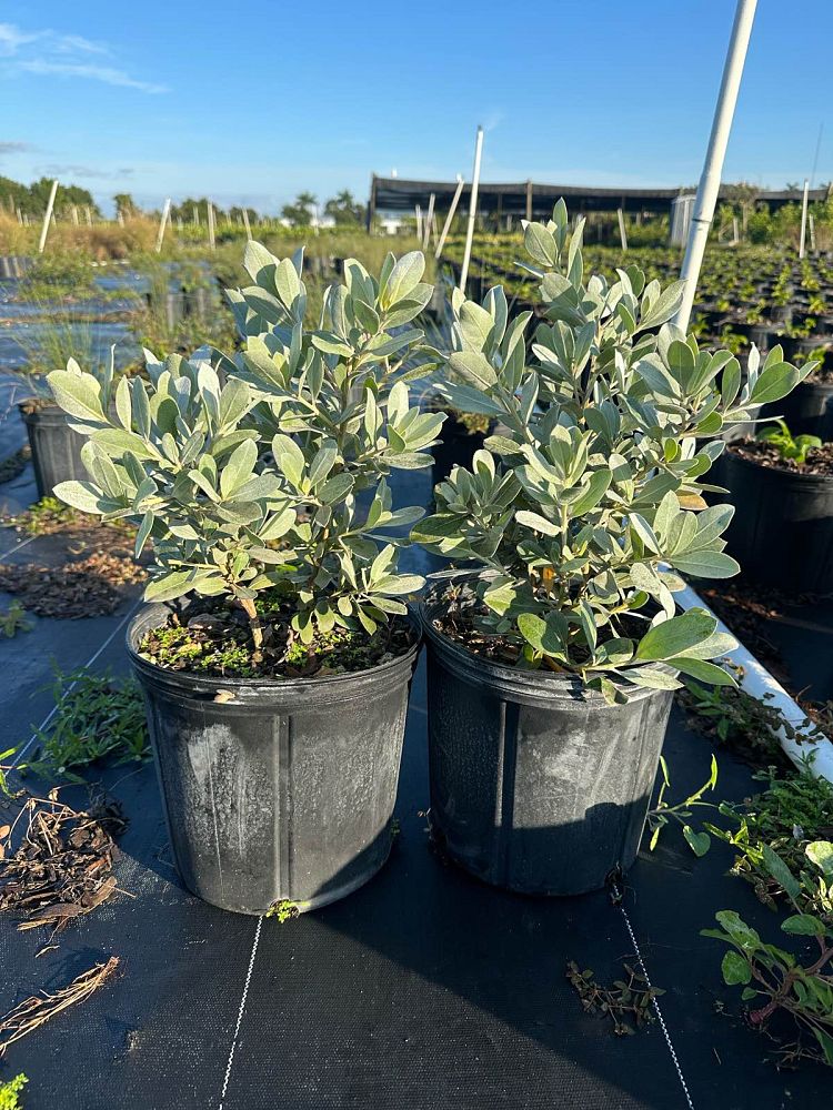 conocarpus-erectus-sericeus-silver-buttonwood