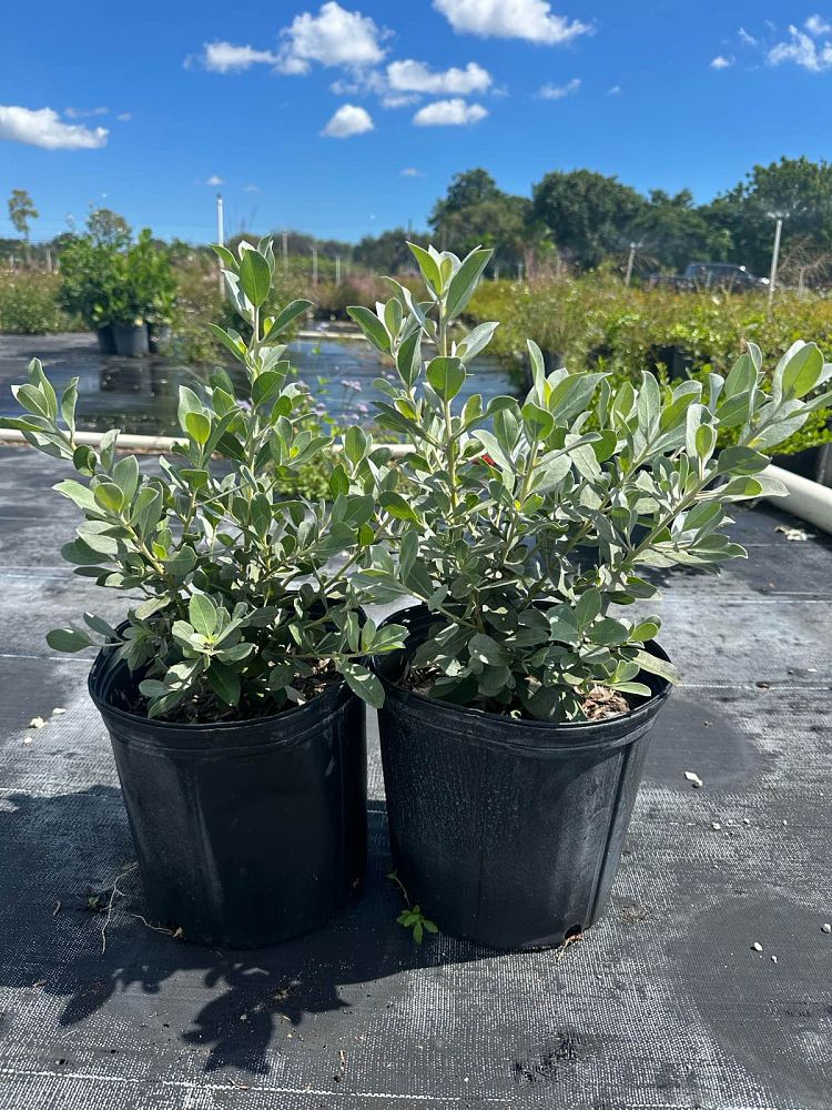 conocarpus-erectus-sericeus-silver-buttonwood