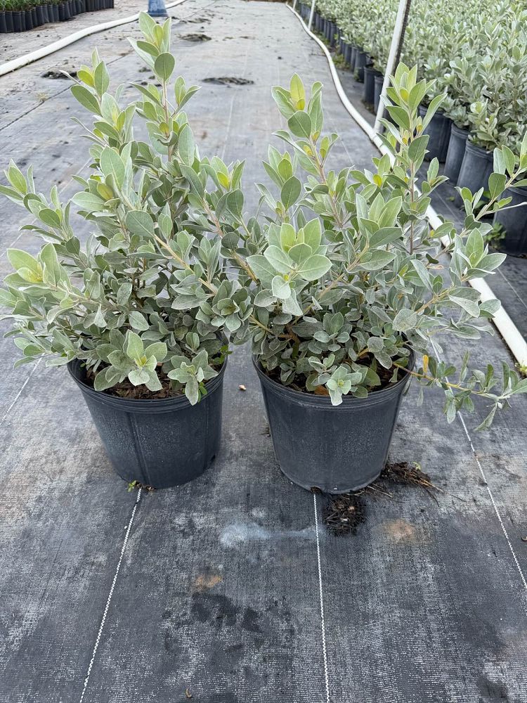 conocarpus-erectus-sericeus-silver-buttonwood