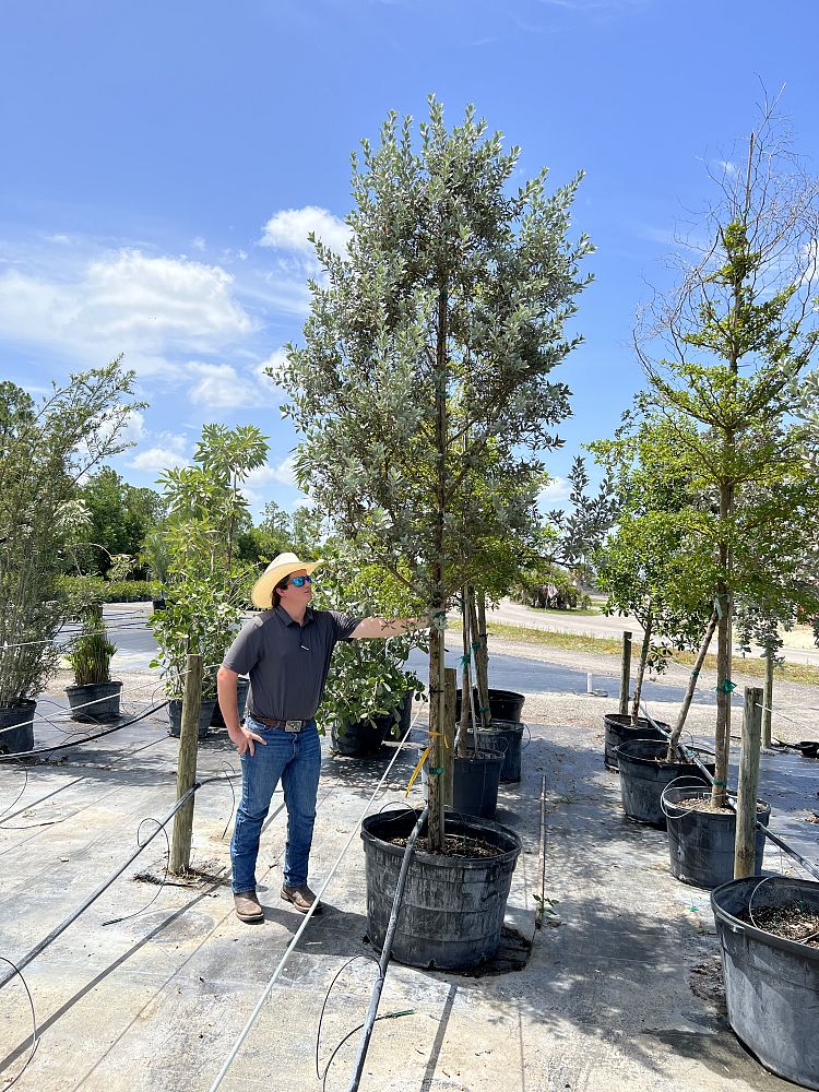 conocarpus-erectus-sericeus-silver-buttonwood