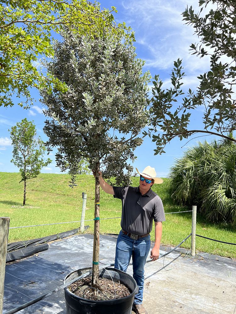 conocarpus-erectus-sericeus-silver-buttonwood