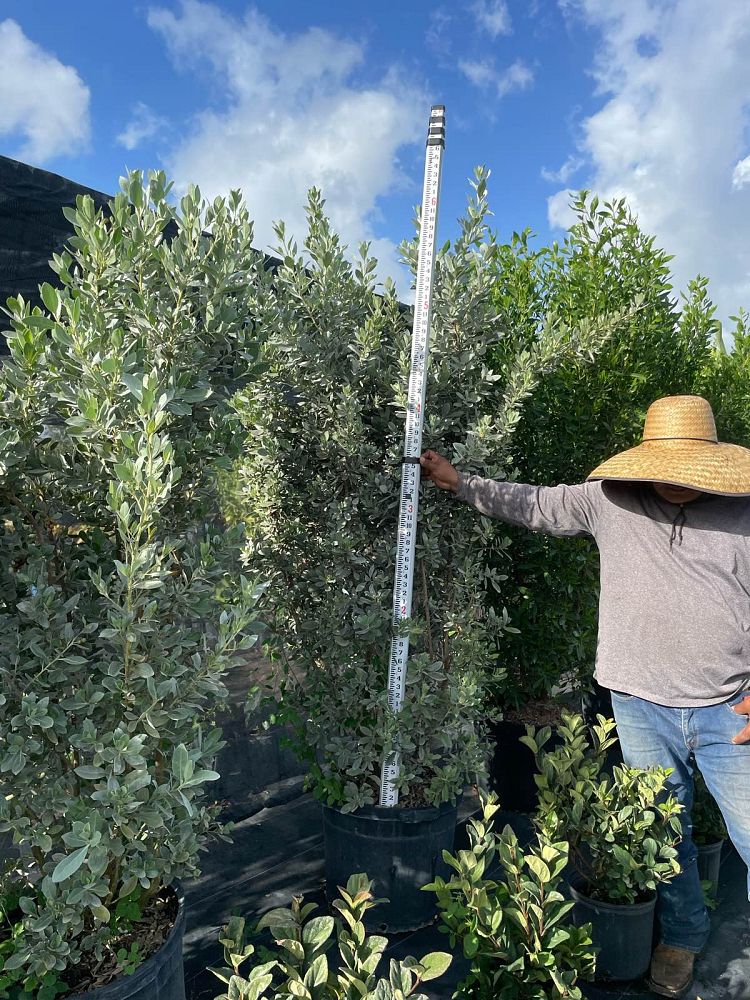 conocarpus-erectus-sericeus-silver-buttonwood