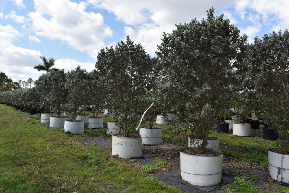 conocarpus-erectus-sericeus-silver-buttonwood