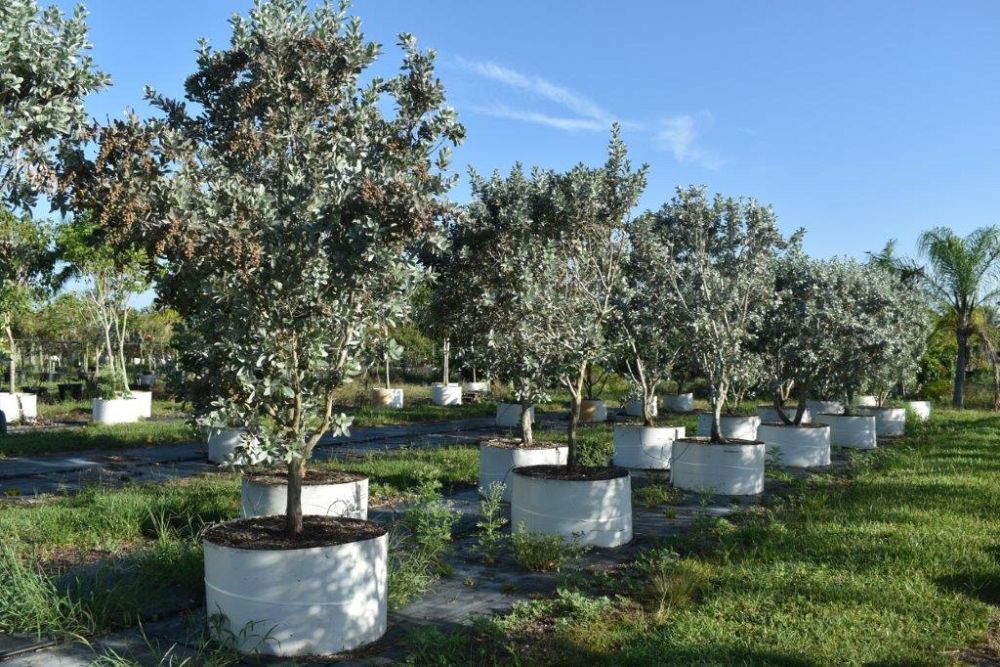 conocarpus-erectus-sericeus-silver-buttonwood