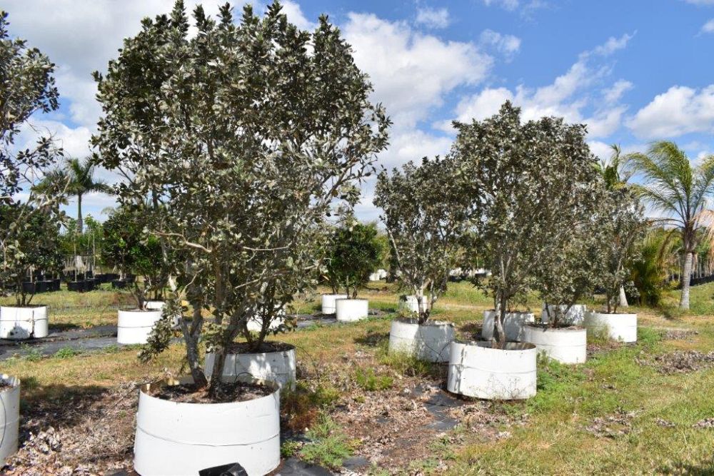 conocarpus-erectus-sericeus-silver-buttonwood