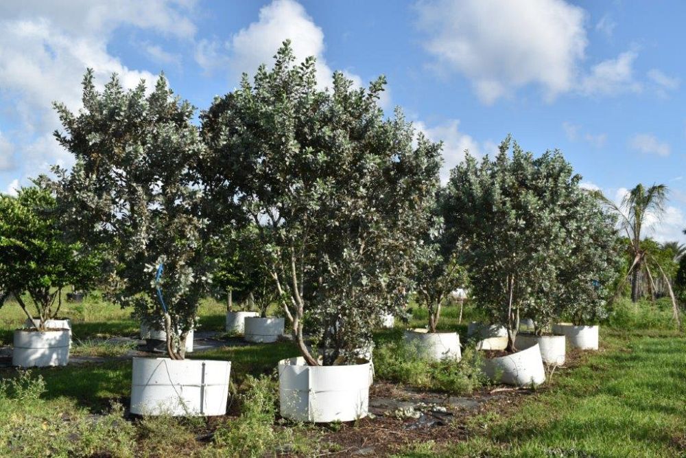 conocarpus-erectus-sericeus-silver-buttonwood