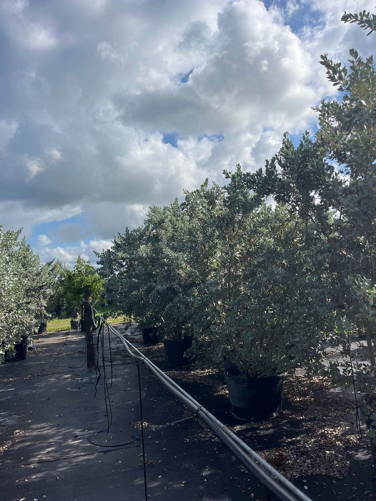 conocarpus-erectus-sericeus-silver-buttonwood