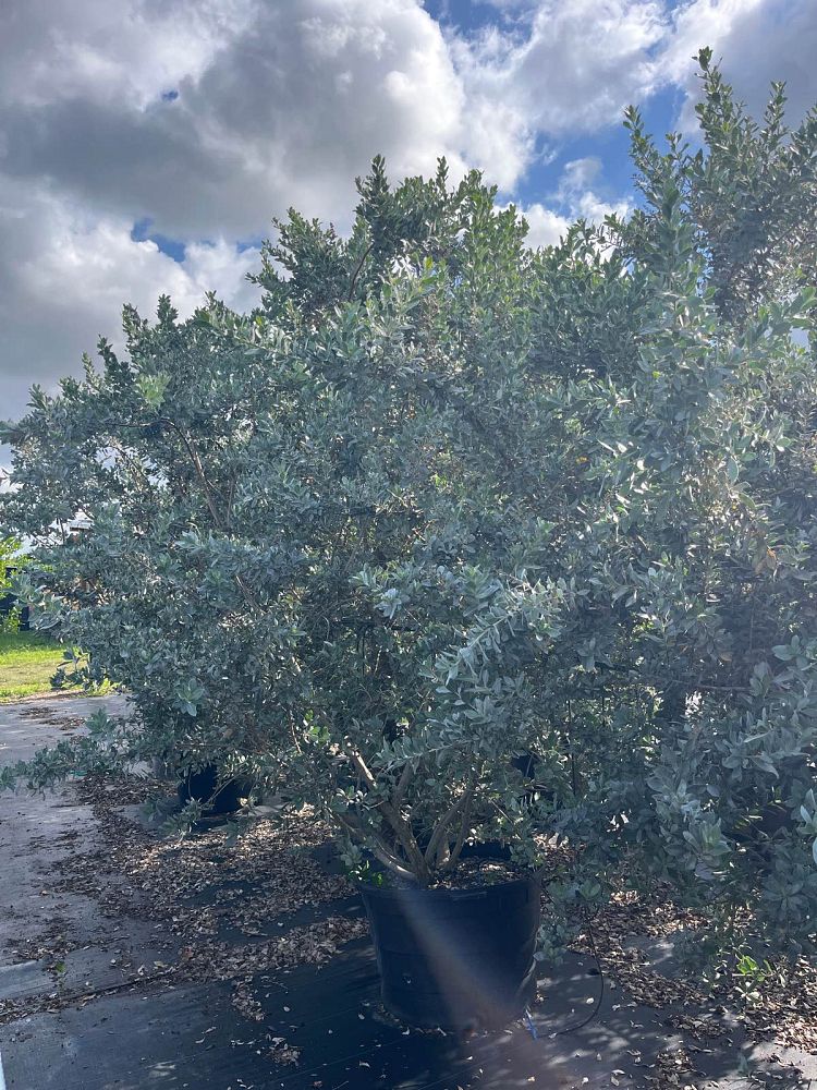 conocarpus-erectus-sericeus-silver-buttonwood