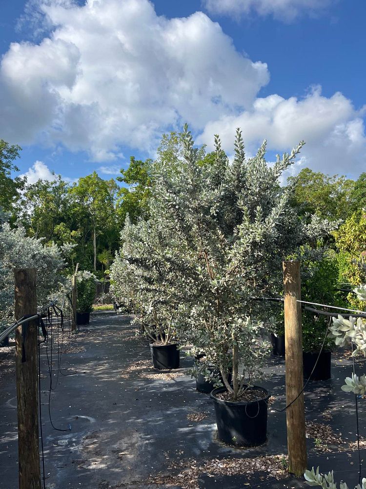 conocarpus-erectus-sericeus-silver-buttonwood