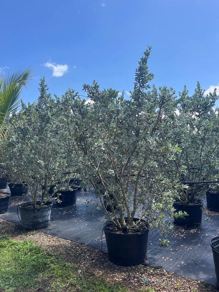 conocarpus-erectus-sericeus-silver-buttonwood