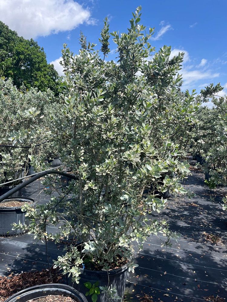 conocarpus-erectus-sericeus-silver-buttonwood