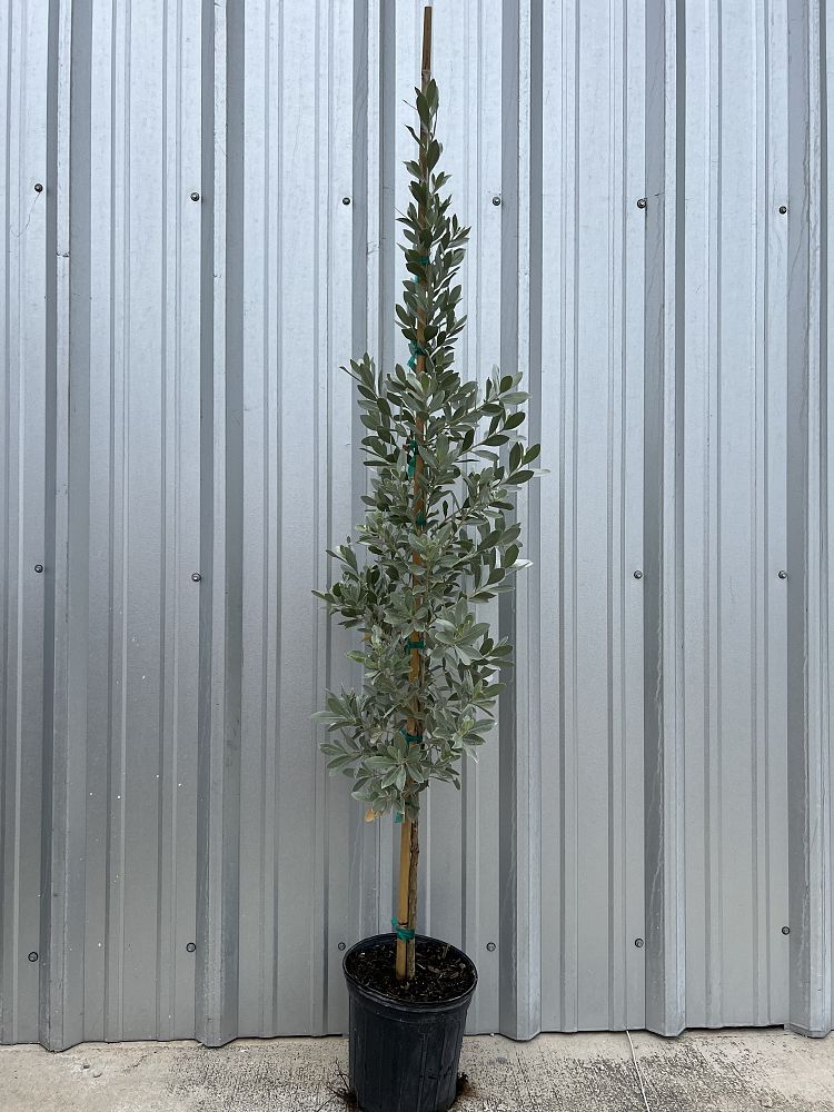 conocarpus-erectus-sericeus-silver-buttonwood