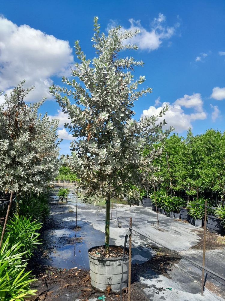conocarpus-erectus-sericeus-silver-buttonwood
