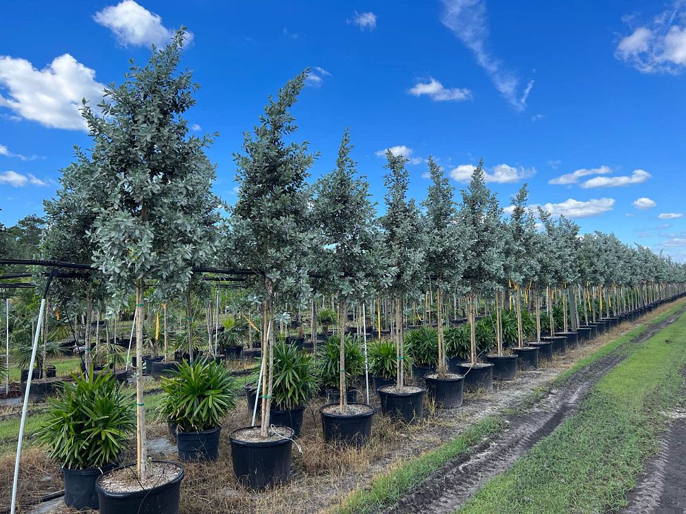 conocarpus-erectus-sericeus-silver-buttonwood