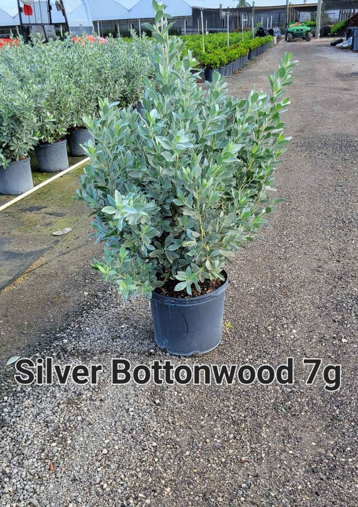 conocarpus-erectus-sericeus-silver-buttonwood
