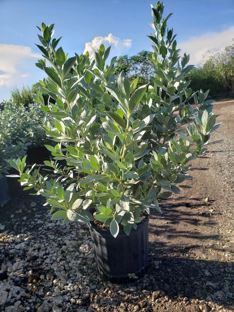 conocarpus-erectus-sericeus-silver-buttonwood