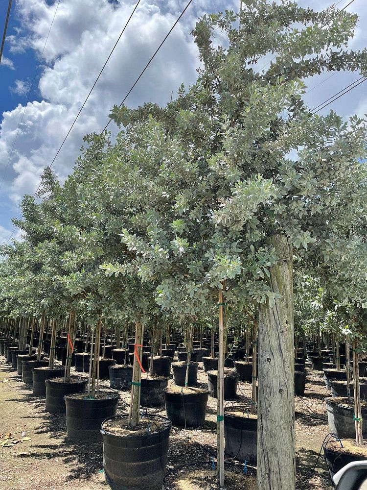 conocarpus-erectus-sericeus-silver-buttonwood