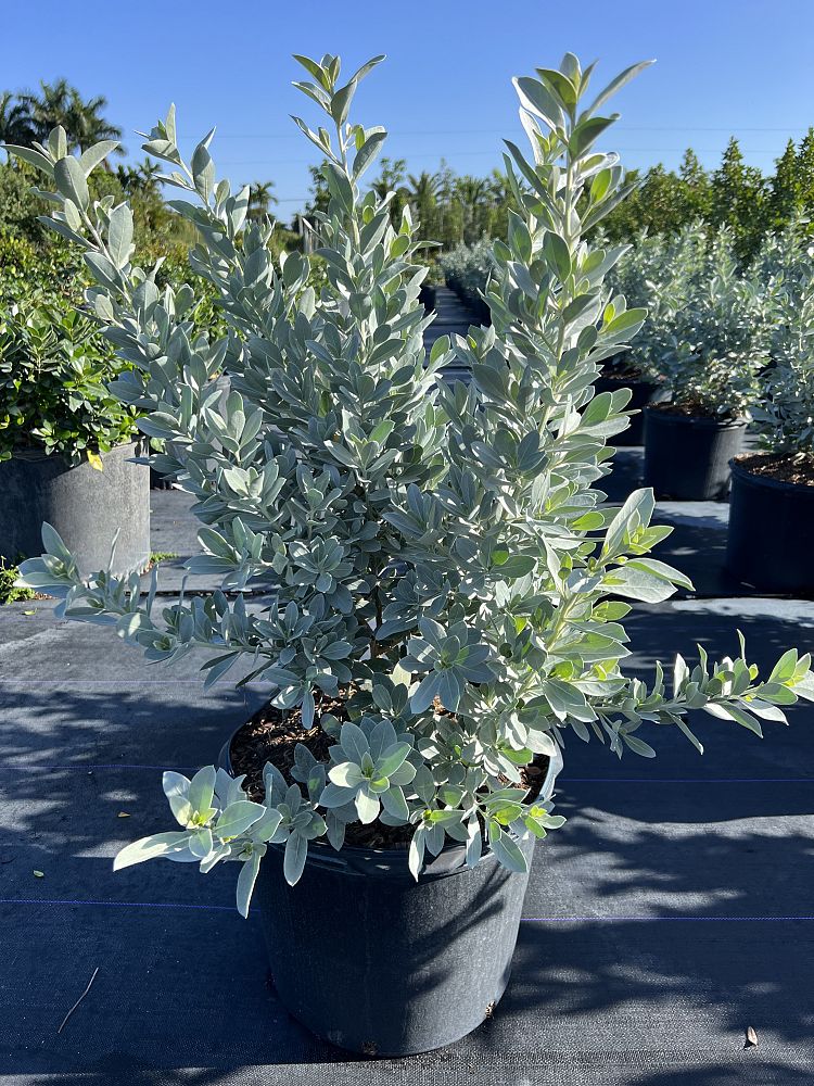 conocarpus-erectus-sericeus-silver-buttonwood