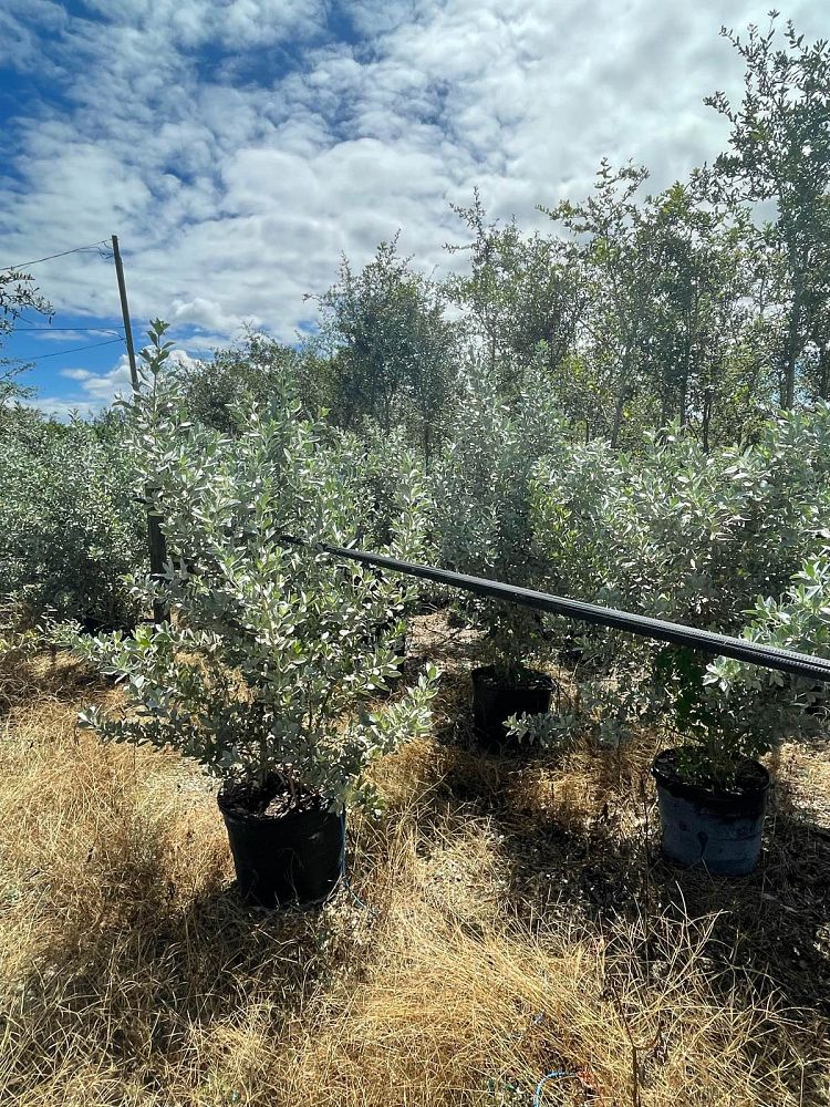 conocarpus-erectus-sericeus-silver-buttonwood