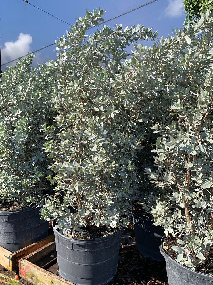 conocarpus-erectus-sericeus-silver-buttonwood
