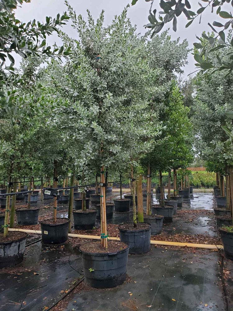 conocarpus-erectus-sericeus-silver-buttonwood