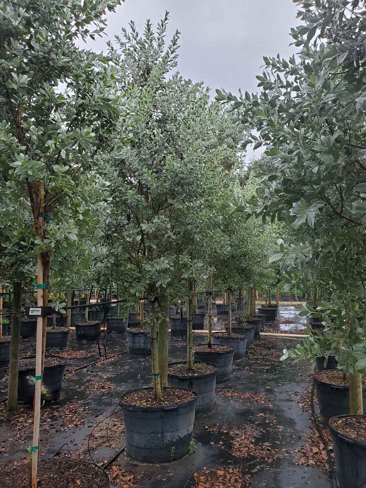 conocarpus-erectus-sericeus-silver-buttonwood