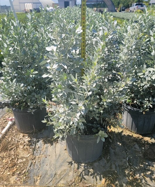 conocarpus-erectus-sericeus-silver-buttonwood