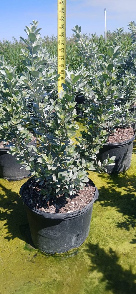 conocarpus-erectus-sericeus-silver-buttonwood