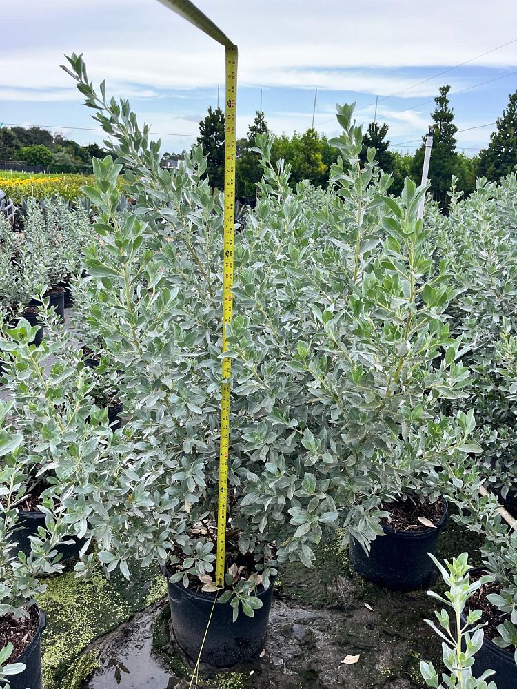 conocarpus-erectus-sericeus-silver-buttonwood