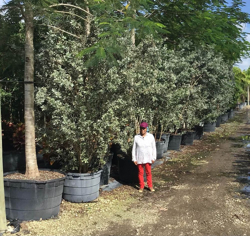 conocarpus-erectus-sericeus-silver-buttonwood