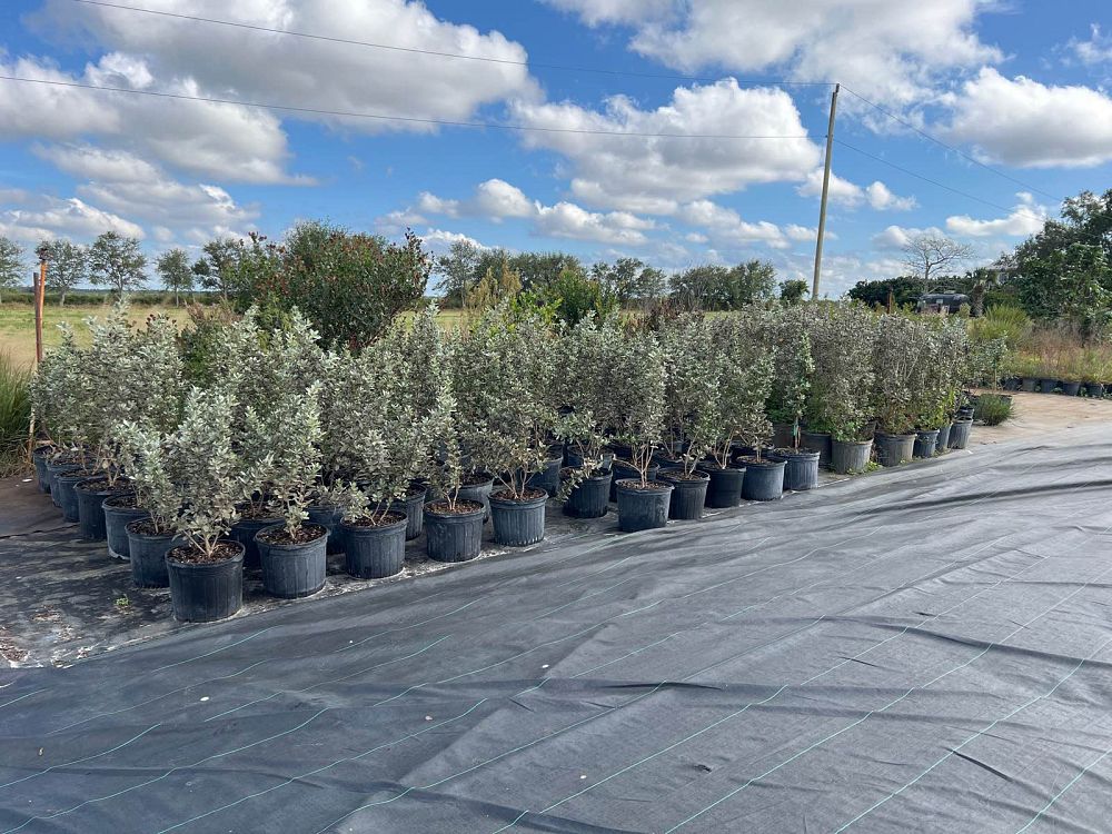 conocarpus-erectus-sericeus-silver-buttonwood