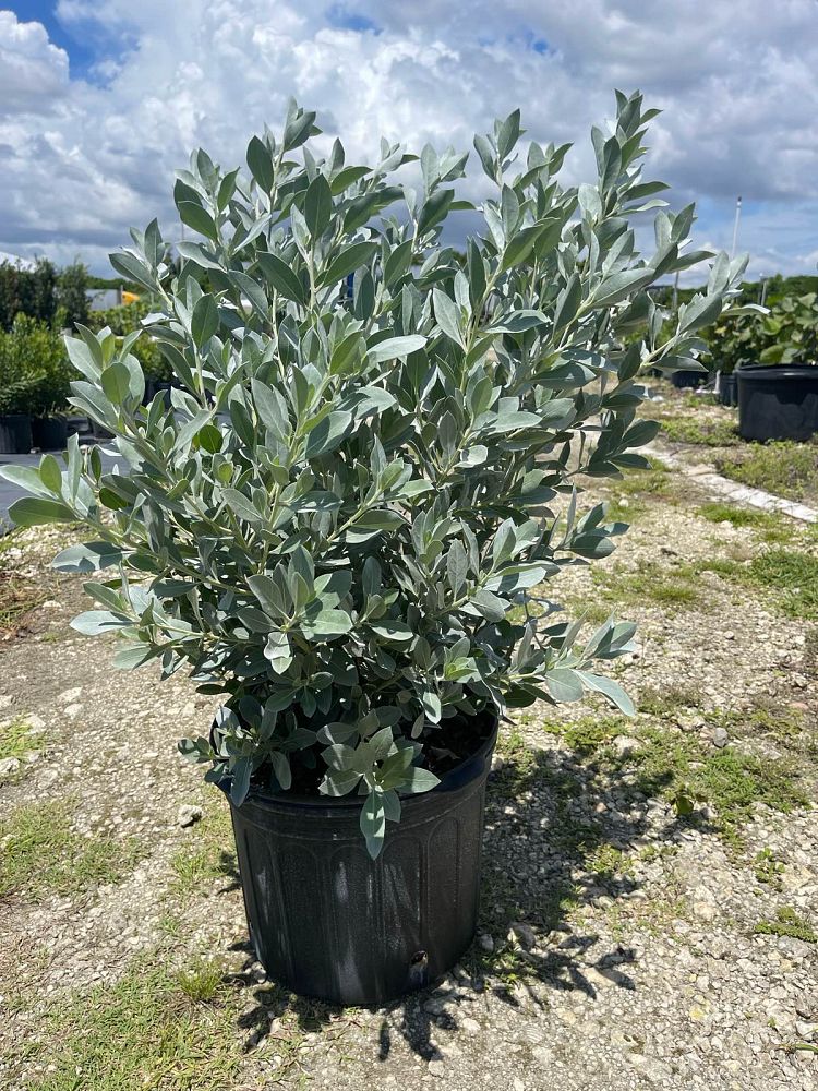 conocarpus-erectus-sericeus-silver-buttonwood