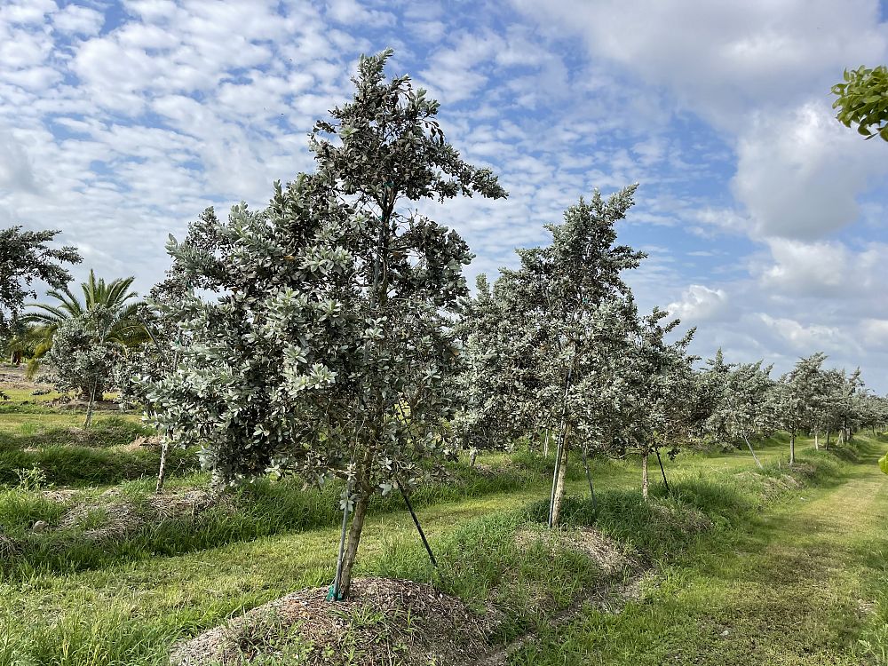 conocarpus-erectus-sericeus-silver-buttonwood