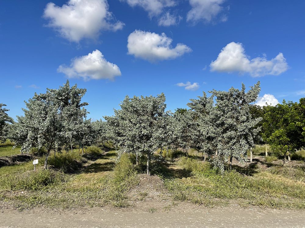 conocarpus-erectus-sericeus-silver-buttonwood