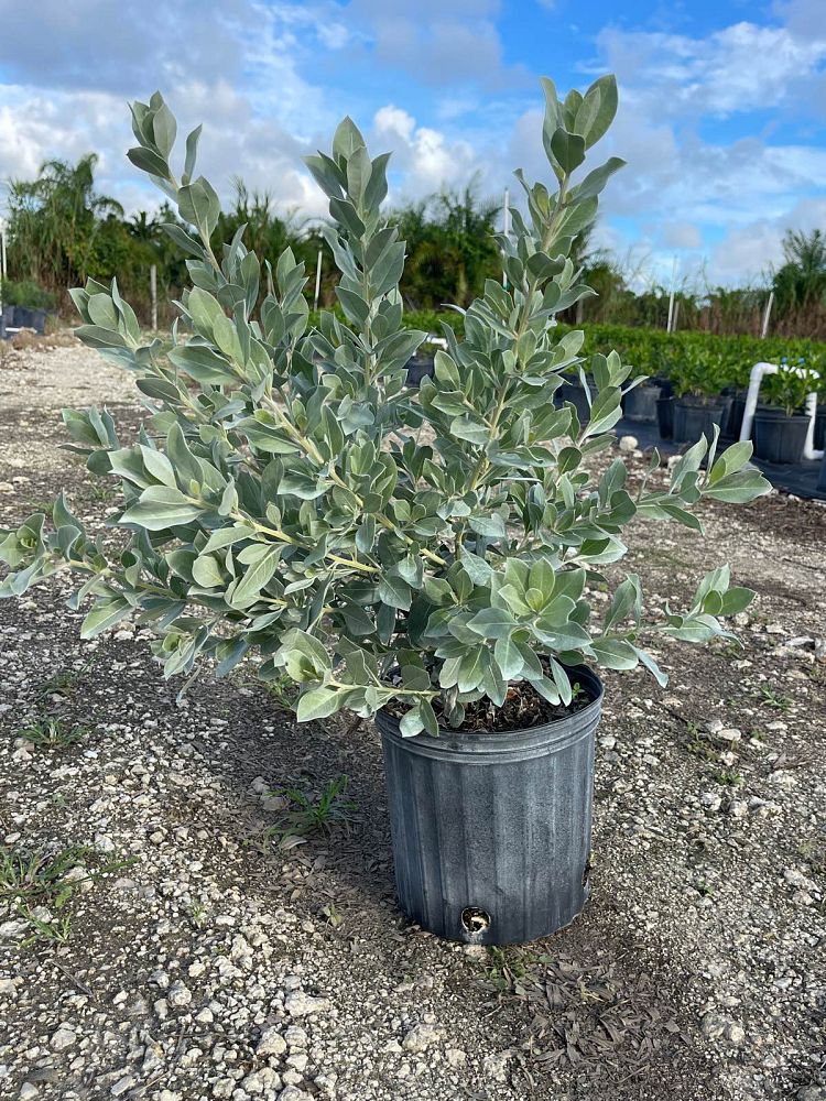 conocarpus-erectus-sericeus-silver-buttonwood