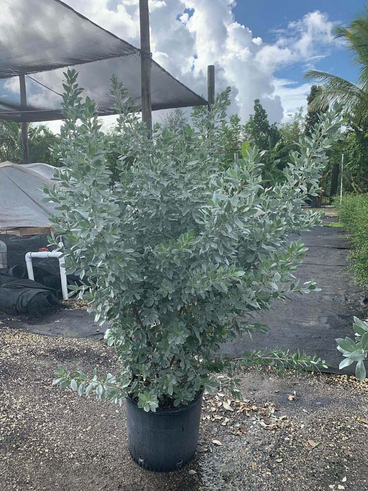conocarpus-erectus-sericeus-silver-buttonwood
